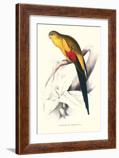 Black Tailed Parakeet(Male) - Polypelis Anthopeplus-Edward Lear-Framed Art Print