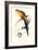 Black Tailed Parakeet(Male) - Polypelis Anthopeplus-Edward Lear-Framed Art Print