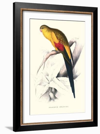 Black Tailed Parakeet(Male) - Polypelis Anthopeplus-Edward Lear-Framed Art Print