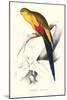 Black Tailed Parakeet(Male) - Polypelis Anthopeplus-Edward Lear-Mounted Art Print