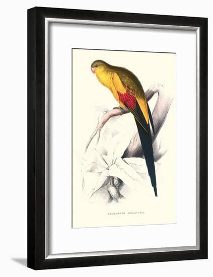 Black Tailed Parakeet(Male) - Polypelis Anthopeplus-Edward Lear-Framed Art Print