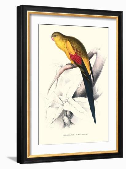 Black Tailed Parakeet(Male) - Polypelis Anthopeplus-Edward Lear-Framed Art Print