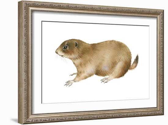 Black-Tailed Prairie Dog (Cynomys Ludovicianus), Mammals-Encyclopaedia Britannica-Framed Art Print