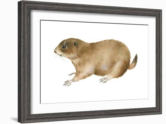 Black-Tailed Prairie Dog (Cynomys Ludovicianus), Mammals-Encyclopaedia Britannica-Framed Art Print