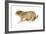 Black-Tailed Prairie Dog (Cynomys Ludovicianus), Mammals-Encyclopaedia Britannica-Framed Art Print