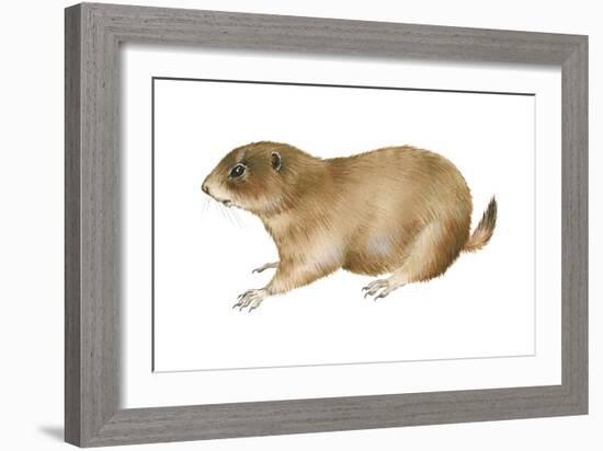 Black-Tailed Prairie Dog (Cynomys Ludovicianus), Mammals-Encyclopaedia Britannica-Framed Art Print