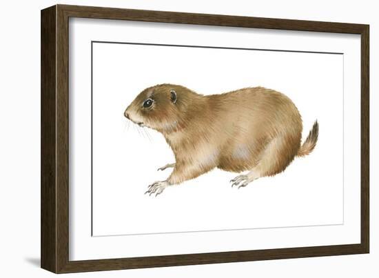 Black-Tailed Prairie Dog (Cynomys Ludovicianus), Mammals-Encyclopaedia Britannica-Framed Art Print