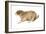 Black-Tailed Prairie Dog (Cynomys Ludovicianus), Mammals-Encyclopaedia Britannica-Framed Art Print