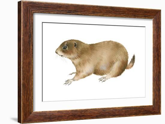 Black-Tailed Prairie Dog (Cynomys Ludovicianus), Mammals-Encyclopaedia Britannica-Framed Art Print