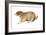 Black-Tailed Prairie Dog (Cynomys Ludovicianus), Mammals-Encyclopaedia Britannica-Framed Art Print