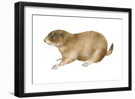 Black-Tailed Prairie Dog (Cynomys Ludovicianus), Mammals-Encyclopaedia Britannica-Framed Art Print