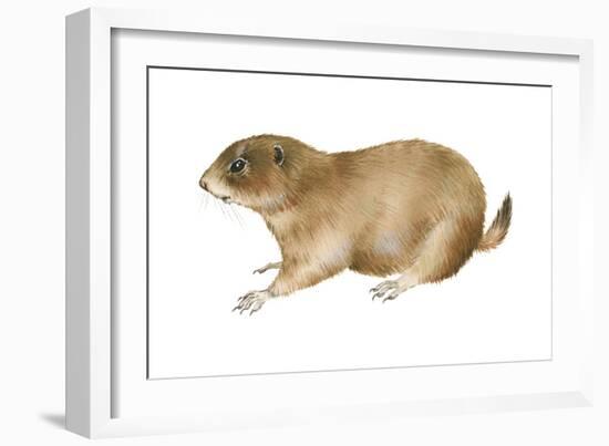 Black-Tailed Prairie Dog (Cynomys Ludovicianus), Mammals-Encyclopaedia Britannica-Framed Art Print