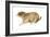 Black-Tailed Prairie Dog (Cynomys Ludovicianus), Mammals-Encyclopaedia Britannica-Framed Art Print