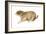 Black-Tailed Prairie Dog (Cynomys Ludovicianus), Mammals-Encyclopaedia Britannica-Framed Art Print