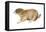 Black-Tailed Prairie Dog (Cynomys Ludovicianus), Mammals-Encyclopaedia Britannica-Framed Stretched Canvas