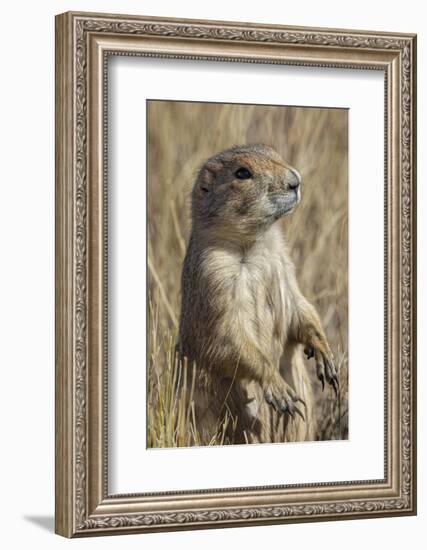 Black-tailed prairie dog, Greycliff Prairie Dog Town State Park, near Livingston, Montana-Adam Jones-Framed Photographic Print