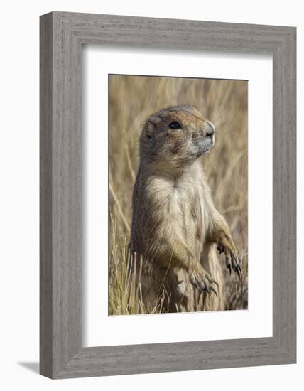 Black-tailed prairie dog, Greycliff Prairie Dog Town State Park, near Livingston, Montana-Adam Jones-Framed Photographic Print