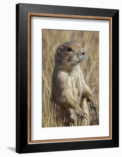 Black-tailed prairie dog, Greycliff Prairie Dog Town State Park, near Livingston, Montana-Adam Jones-Framed Photographic Print