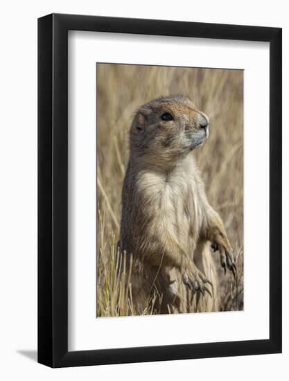 Black-tailed prairie dog, Greycliff Prairie Dog Town State Park, near Livingston, Montana-Adam Jones-Framed Photographic Print