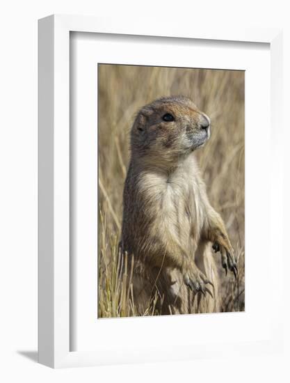 Black-tailed prairie dog, Greycliff Prairie Dog Town State Park, near Livingston, Montana-Adam Jones-Framed Photographic Print