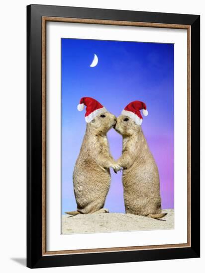 Black-Tailed Prairie Dog Pair in Christmas Hats-null-Framed Photographic Print