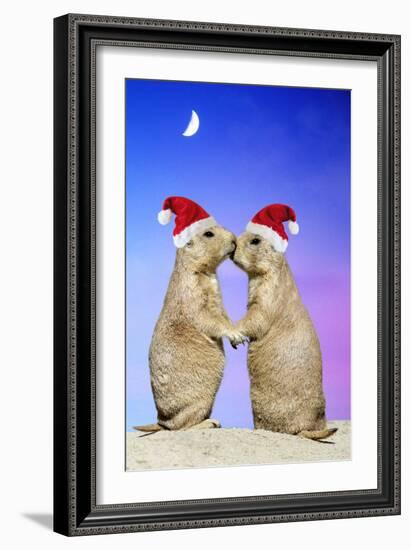 Black-Tailed Prairie Dog Pair in Christmas Hats-null-Framed Photographic Print