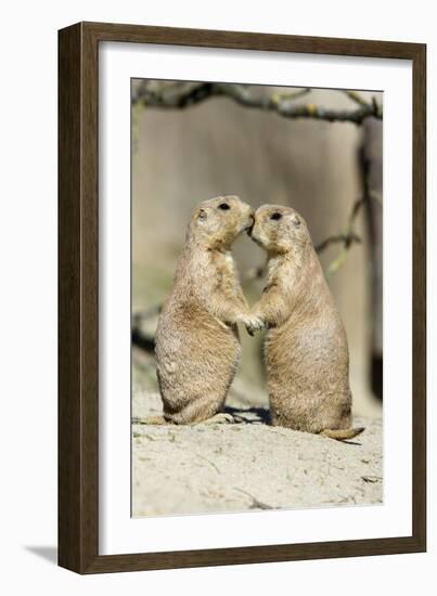 Black-Tailed Prairie Dog Pair Showing Affection Behaviour-null-Framed Photographic Print