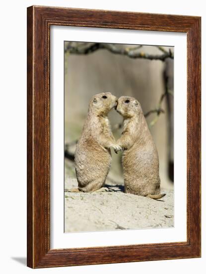 Black-Tailed Prairie Dog Pair Showing Affection Behaviour-null-Framed Photographic Print