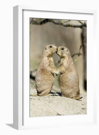 Black-Tailed Prairie Dog Pair Showing Affection Behaviour-null-Framed Photographic Print