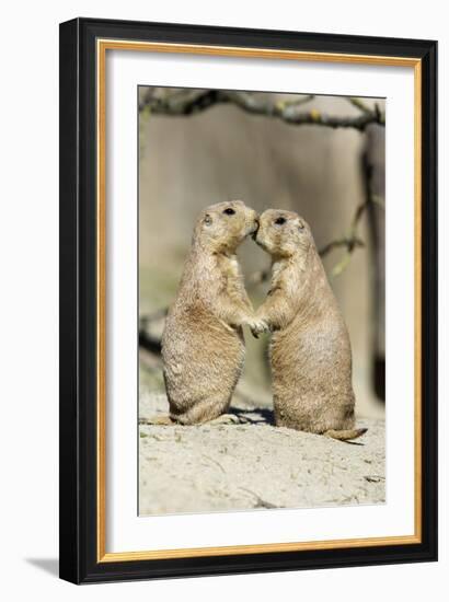 Black-Tailed Prairie Dog Pair Showing Affection Behaviour-null-Framed Photographic Print