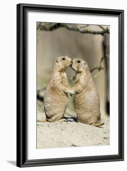 Black-Tailed Prairie Dog Pair Showing Affection Behaviour-null-Framed Photographic Print