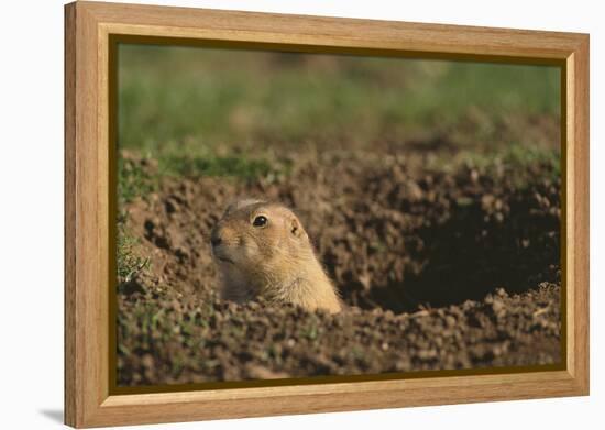 Black-Tailed Prairie Dog Peeking out of Den-DLILLC-Framed Premier Image Canvas