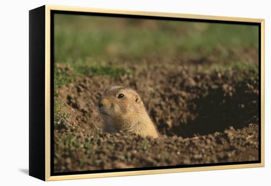 Black-Tailed Prairie Dog Peeking out of Den-DLILLC-Framed Premier Image Canvas