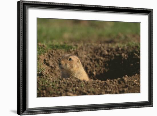 Black-Tailed Prairie Dog Peeking out of Den-DLILLC-Framed Photographic Print