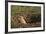 Black-Tailed Prairie Dog Peeking out of Den-DLILLC-Framed Photographic Print