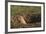 Black-Tailed Prairie Dog Peeking out of Den-DLILLC-Framed Photographic Print