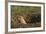 Black-Tailed Prairie Dog Peeking out of Den-DLILLC-Framed Photographic Print