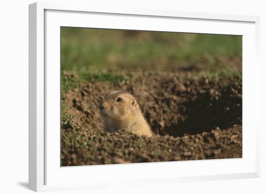 Black-Tailed Prairie Dog Peeking out of Den-DLILLC-Framed Photographic Print