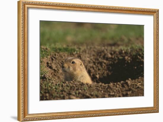 Black-Tailed Prairie Dog Peeking out of Den-DLILLC-Framed Photographic Print