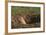 Black-Tailed Prairie Dog Peeking out of Den-DLILLC-Framed Photographic Print