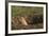 Black-Tailed Prairie Dog Peeking out of Den-DLILLC-Framed Photographic Print