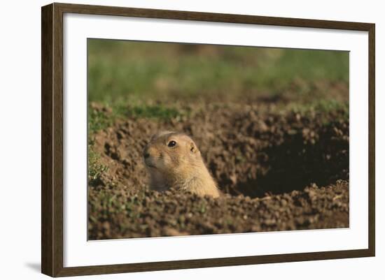 Black-Tailed Prairie Dog Peeking out of Den-DLILLC-Framed Photographic Print