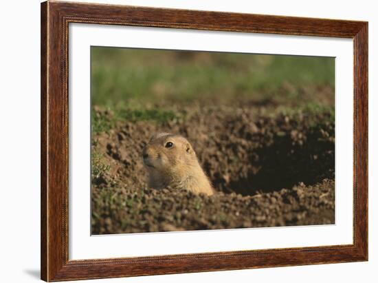 Black-Tailed Prairie Dog Peeking out of Den-DLILLC-Framed Photographic Print