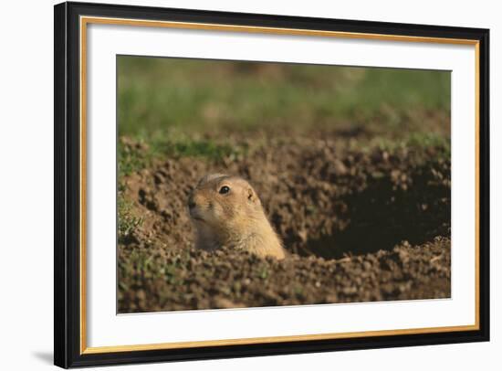 Black-Tailed Prairie Dog Peeking out of Den-DLILLC-Framed Photographic Print