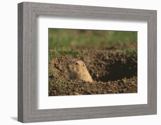 Black-Tailed Prairie Dog Peeking out of Den-DLILLC-Framed Photographic Print