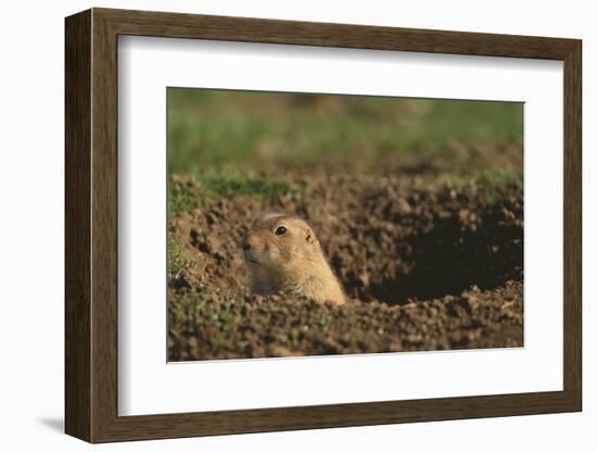 Black-Tailed Prairie Dog Peeking out of Den-DLILLC-Framed Photographic Print