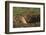 Black-Tailed Prairie Dog Peeking out of Den-DLILLC-Framed Photographic Print