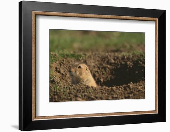 Black-Tailed Prairie Dog Peeking out of Den-DLILLC-Framed Photographic Print