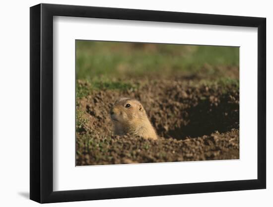 Black-Tailed Prairie Dog Peeking out of Den-DLILLC-Framed Photographic Print