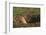 Black-Tailed Prairie Dog Peeking out of Den-DLILLC-Framed Photographic Print